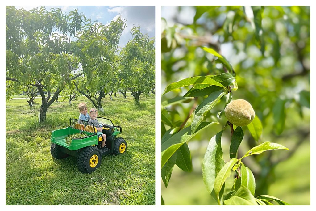 Before & After of Peach Tree Thinning