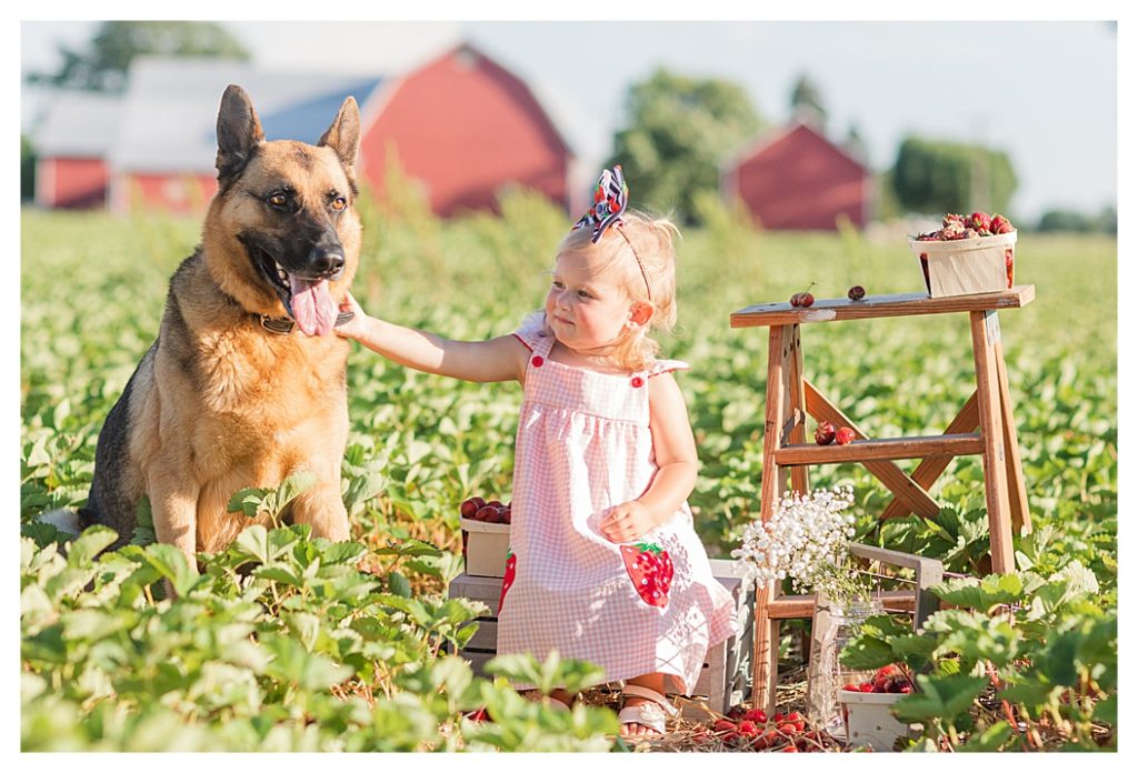 dog love in the strawberry patch