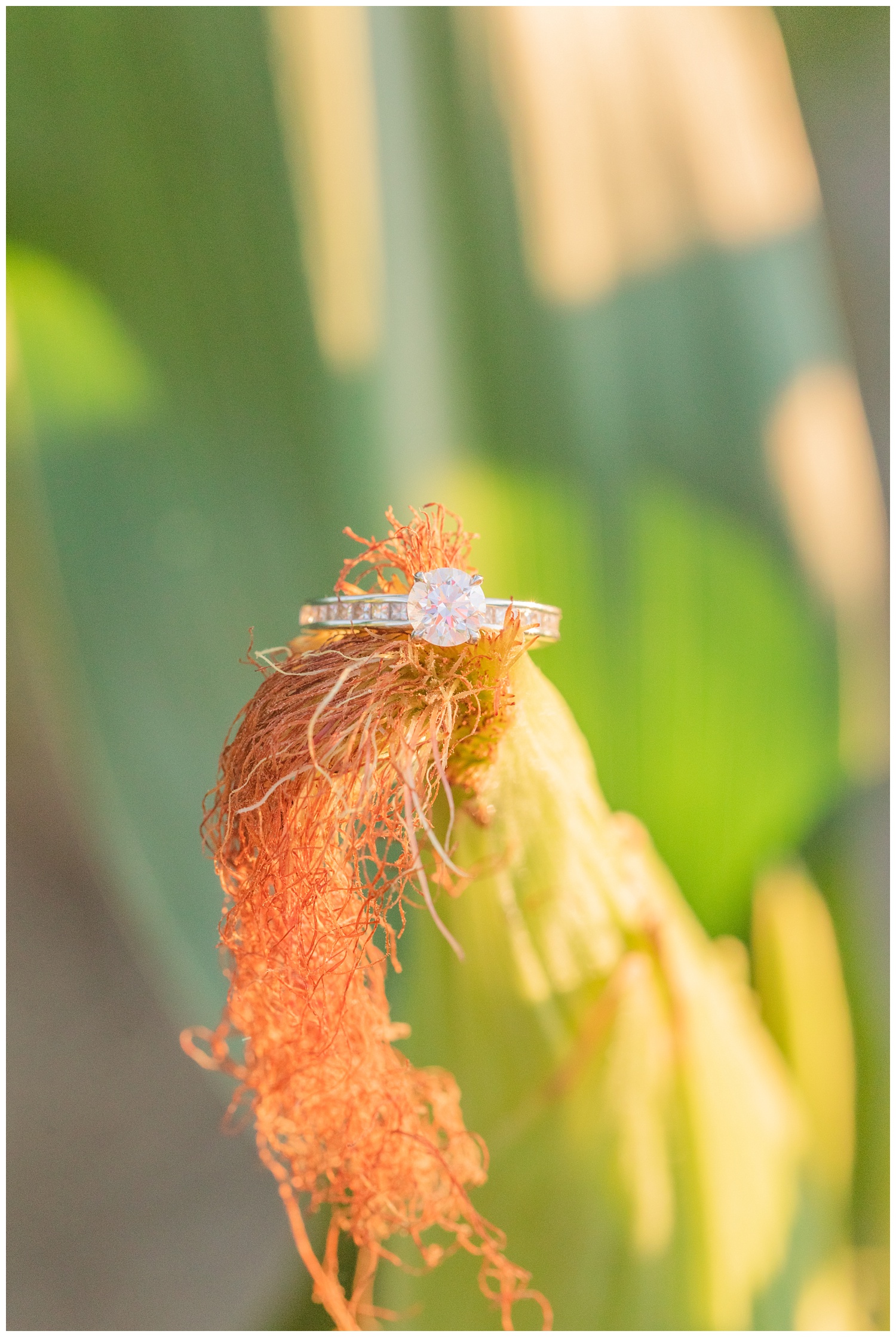 engagement ring sitting on top of a corn stalk in Ohio