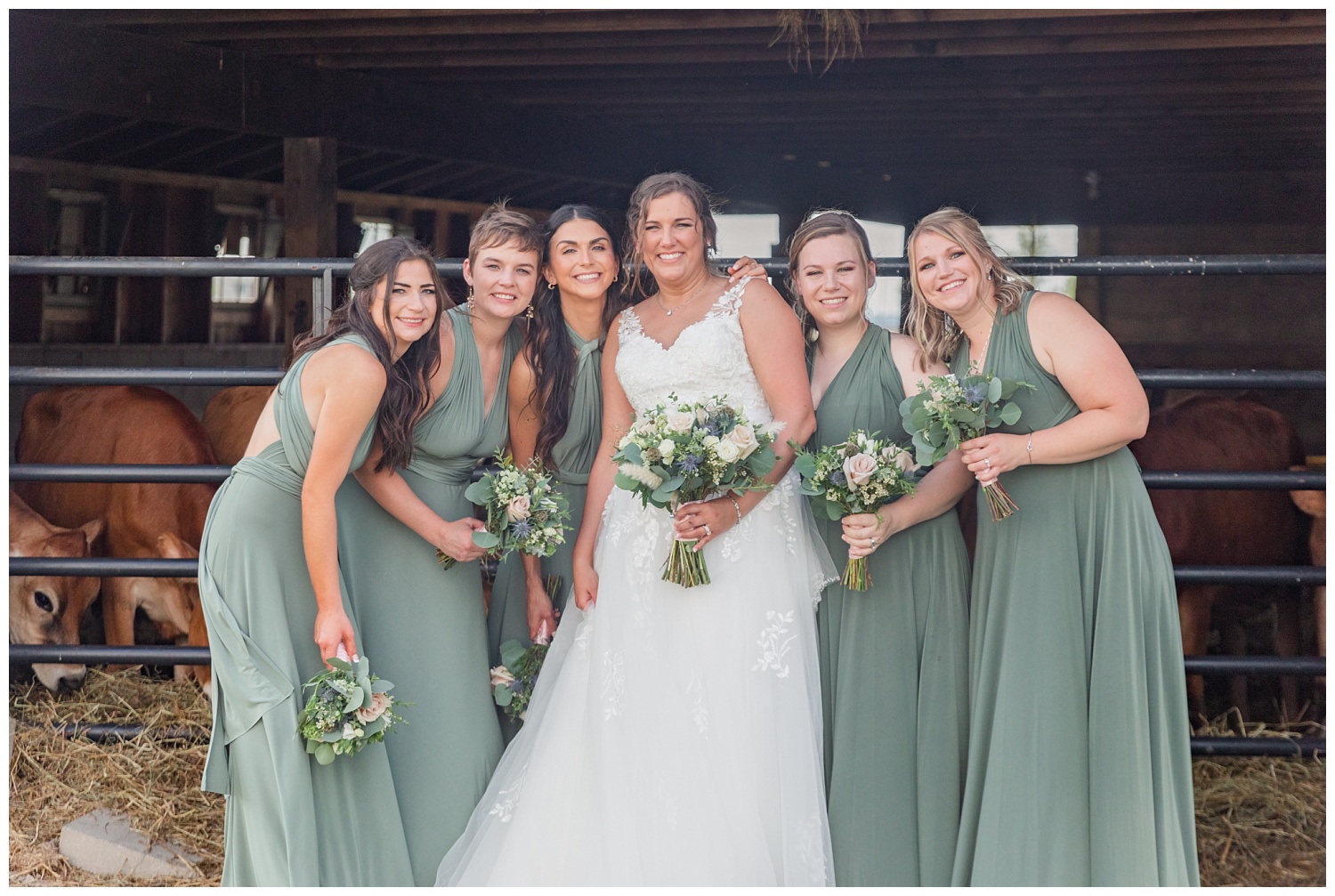bridal party posing in front of jersey cows