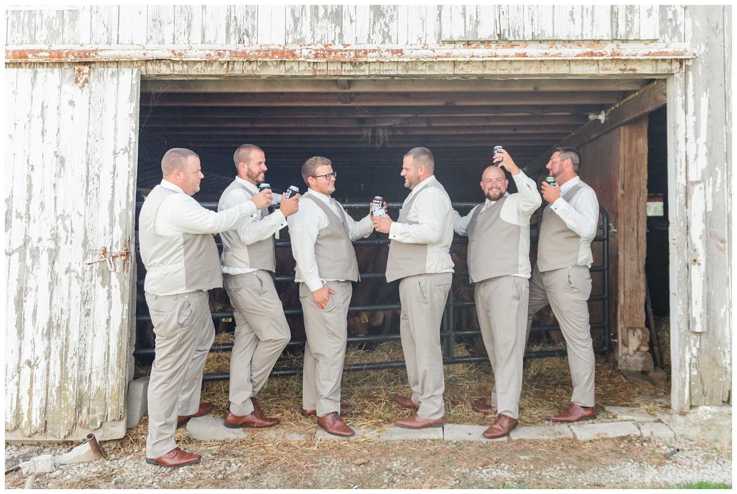 groomsmen posing with beers next to jersey cows