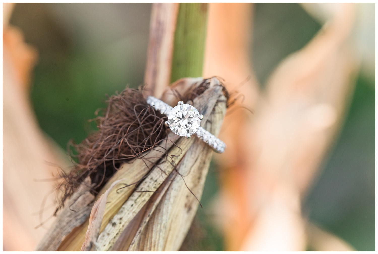 engagement ring sitting in a corn stalk in Ohio