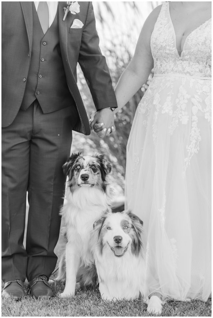bride and groom holding hands and posing with dogs