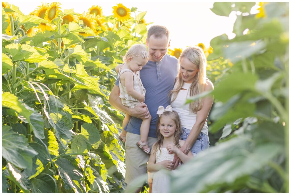 summer sunflower session at  farm in Lindsey, Ohio