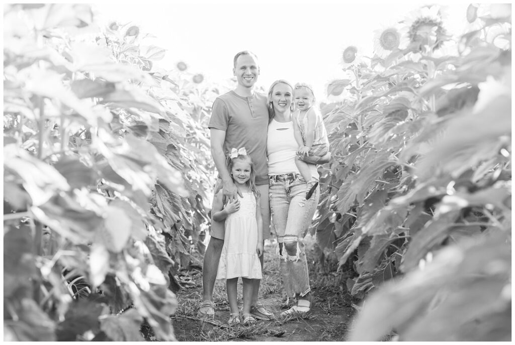 family of four standing among sunflowers in Lindsey, Ohio