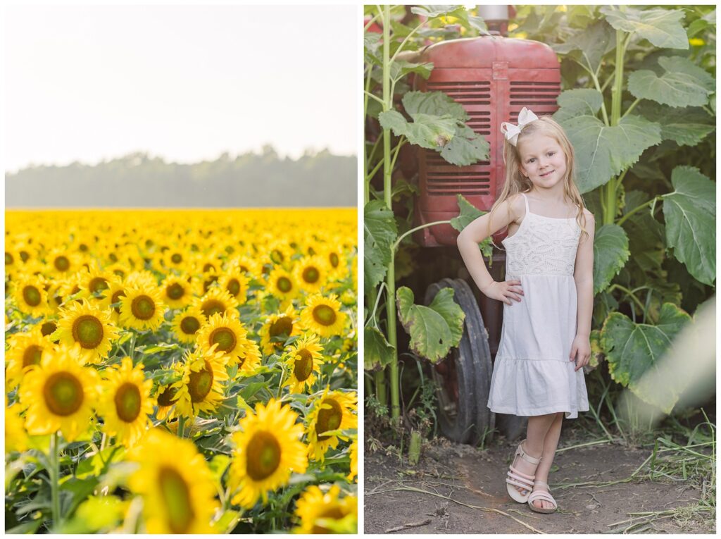 little girl standing in front of a red tractor in a sunflower field