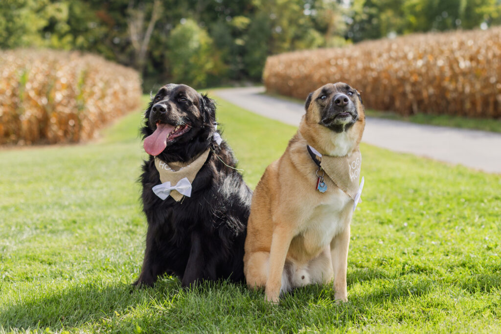 bride and groom's two dogs at wedding ceremony at Arlington Acres