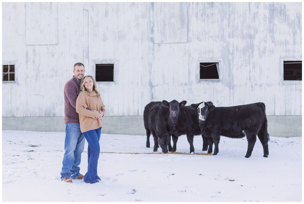 northwest Ohio winter engagement session with black cows
