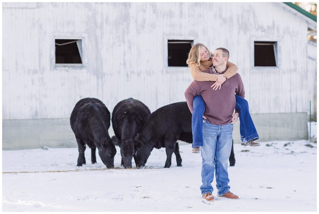 couple piggybacking in the snow with black Jersey cows on family farm