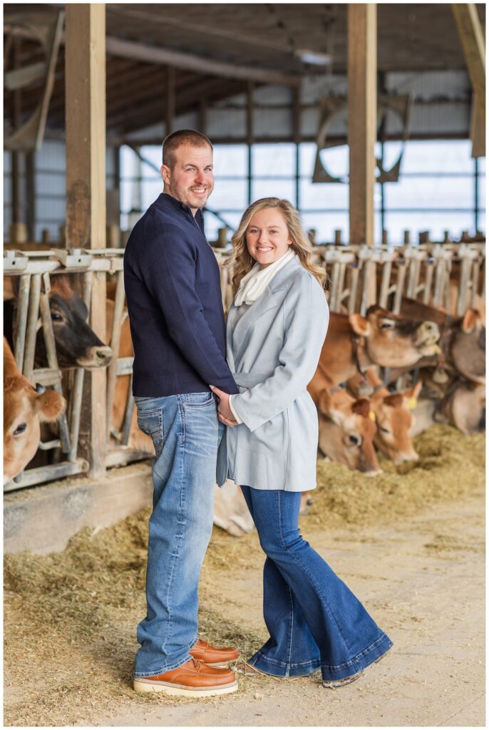 engagement session at Fremont, Ohio farm with cows inside the barn