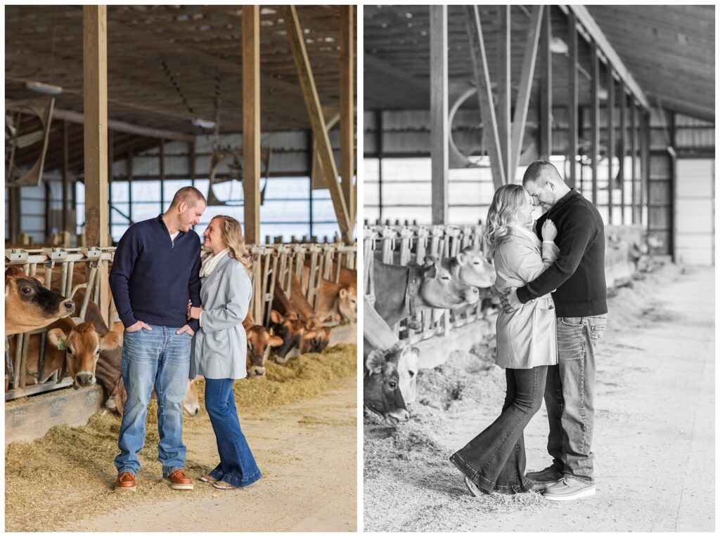 engagement couple at Fremont, Ohio farm posing with cows inside the barn