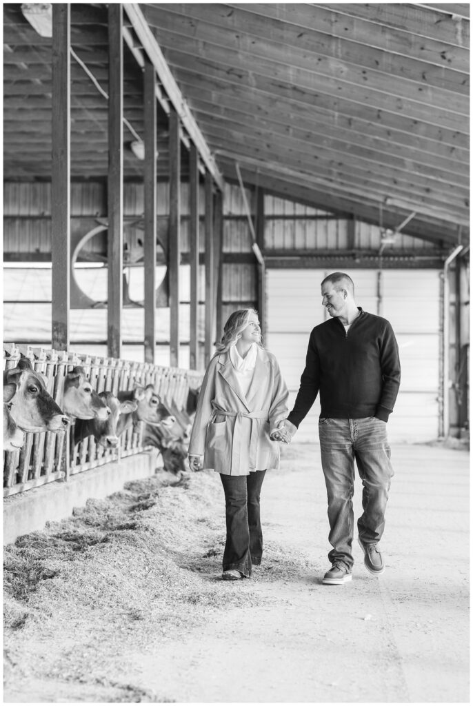 couple walking inside a barn with cows at Fremont, Ohio engagement session