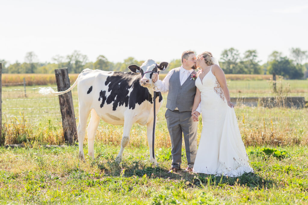 wedding couple kissing while groom is holding the reins of a cow on his farm in Ohio