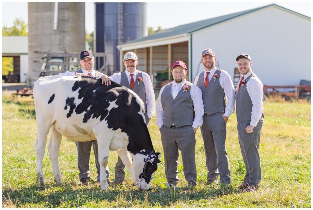 groomsmen wearing ball caps and posing with a Holstein cow on a dairy farm