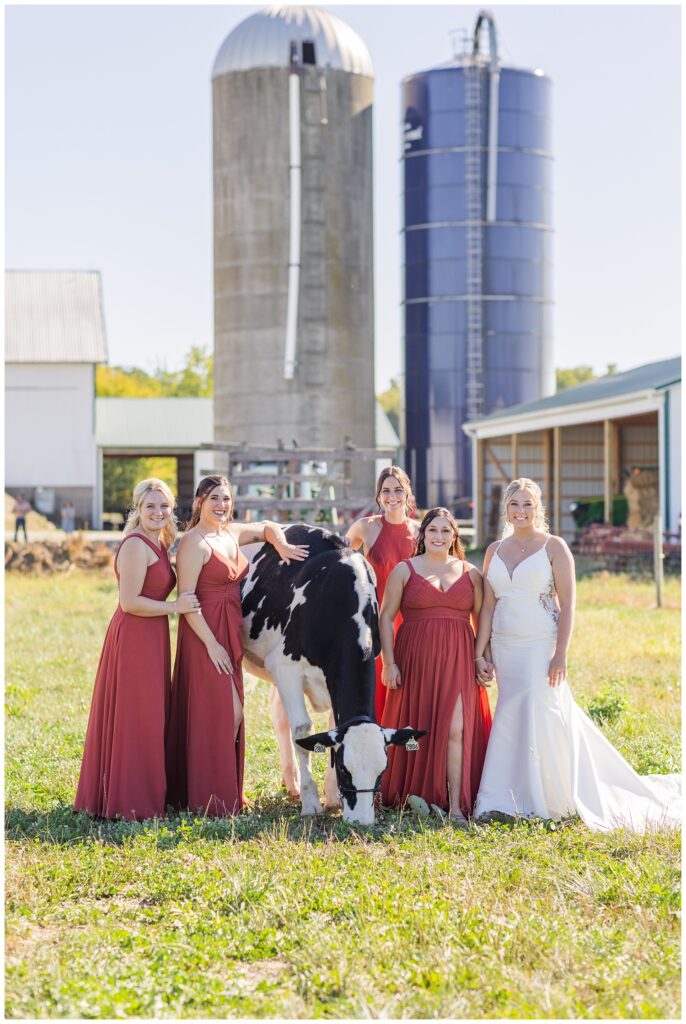 bride and bridesmaids posing with a Holstein cow on the family's dairy farm