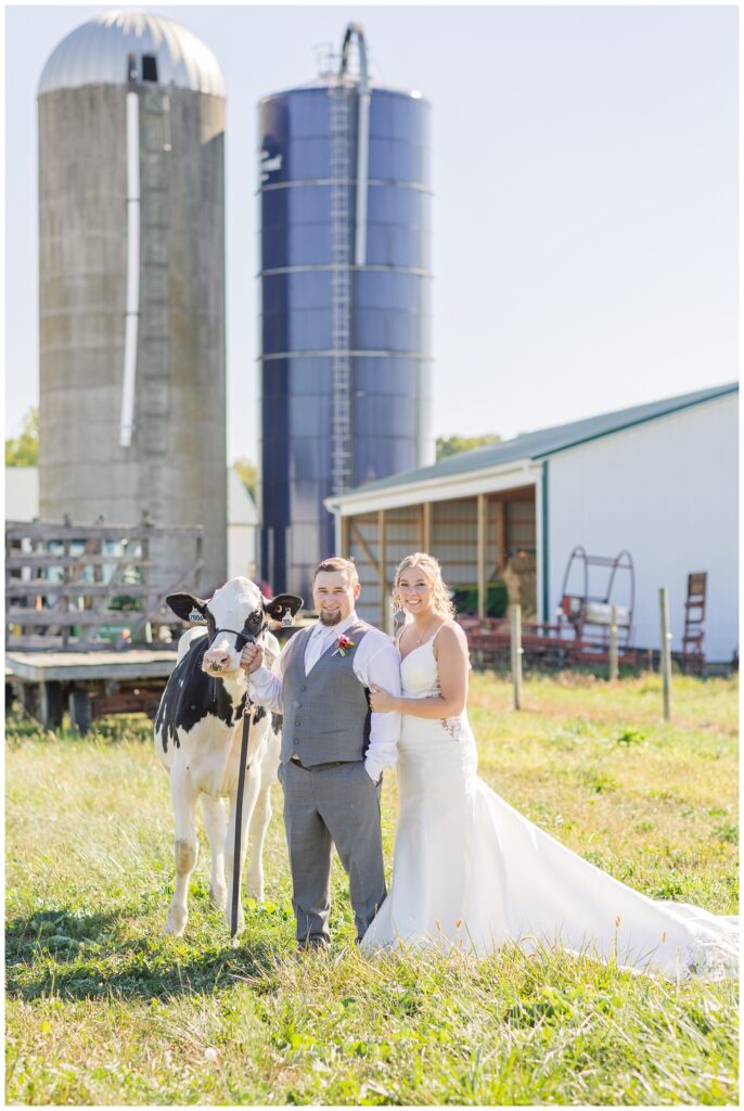 wedding couple posing with the groom's Holstein cow on his dairy farm