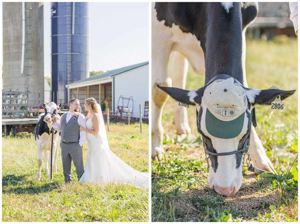 Holstein cow wearing a baseball cap and eating some grass in Norwalk ,Ohio