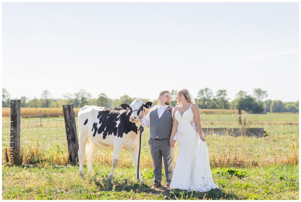 bride and groom standing outside holding the reins of a Holstein cow