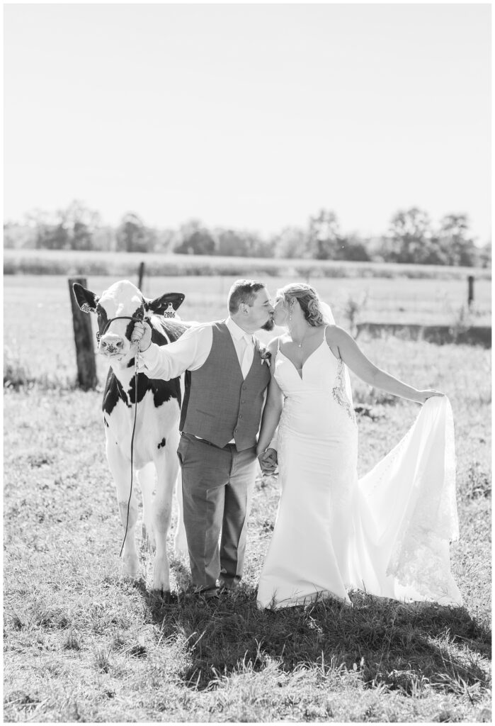 wedding couple walking outside together holding the reins of a Holstein cow