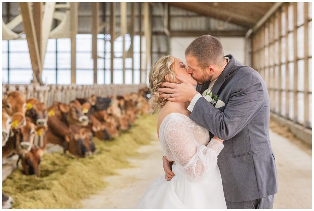 bride kissing the groom inside the barn surrounded by jersey cows in Fremont, Ohio