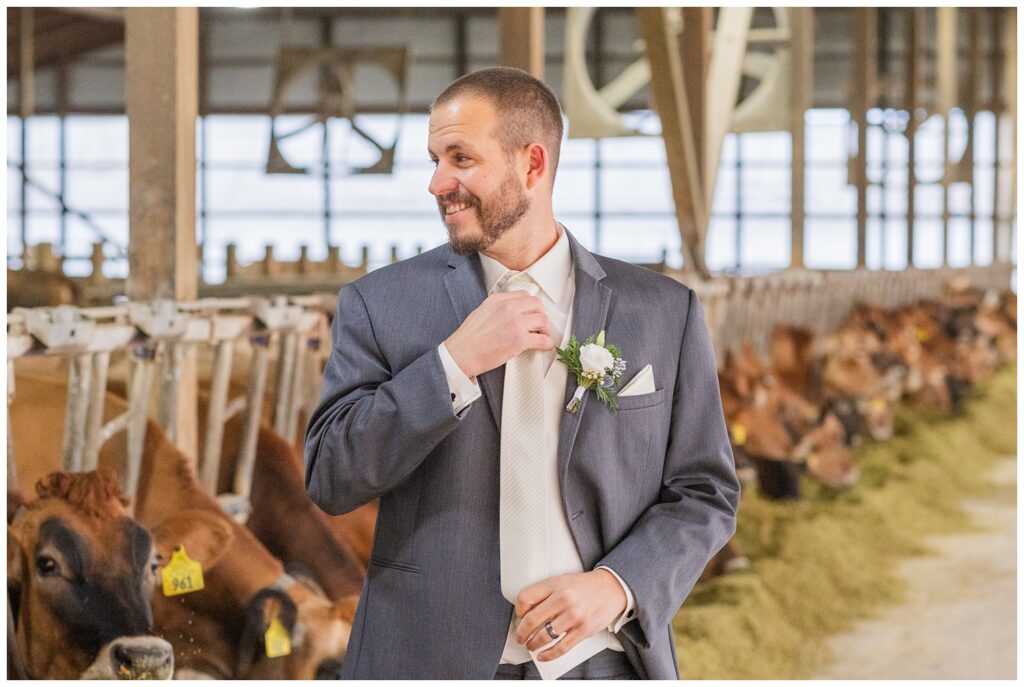 groom adjusting his tie in front of Jersey cows at his family farm