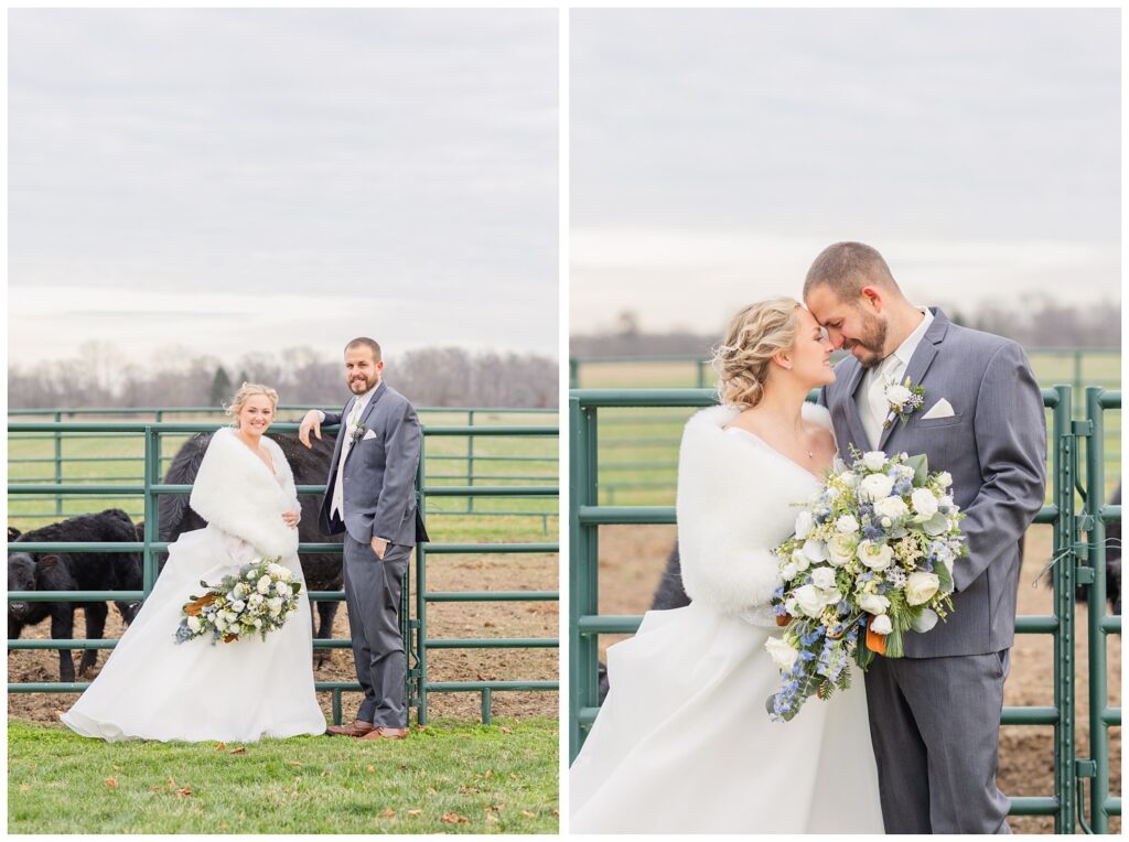 bride and groom posing in front of heifers on the bride's family farm