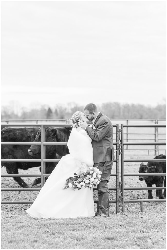 wedding couple share a kiss while posing in front of heifer cows