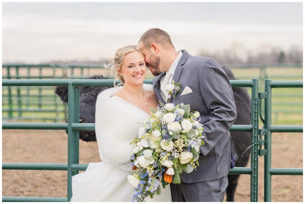 bride and groom posing in front of heifers on the bride's family farm