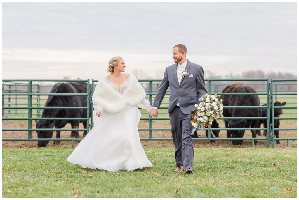 groom holding the bride's bouquet while walking together in front of heifer cows