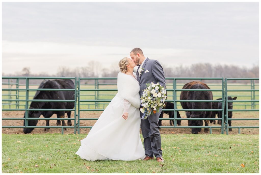 groom holding the bride's bouquet and kissing the bride in front of heifer cows