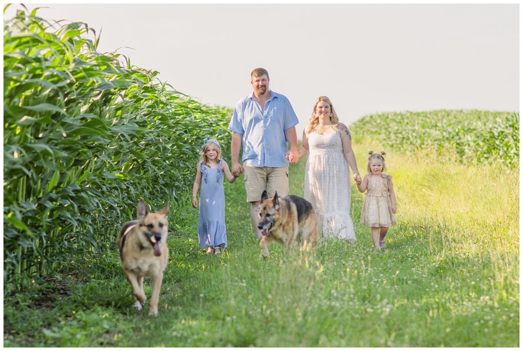 family and their dogs walking together next to corn stalks on a farm in Tiffin, Ohio