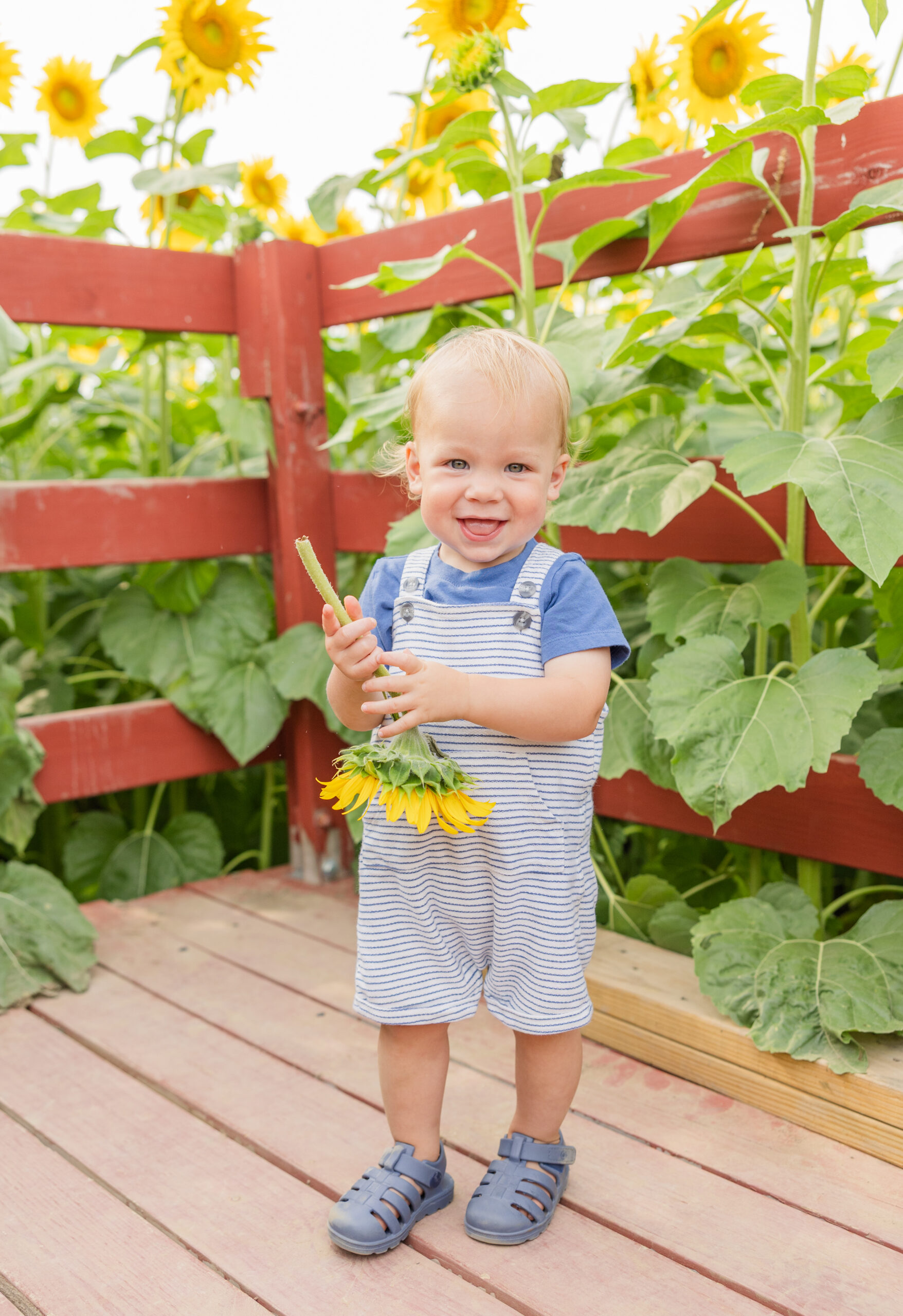 little boy holding a sunflower at farm in Lindsey, Ohio