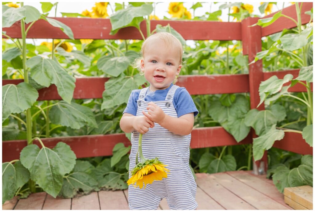 little boy holding a sunflower on a truck at a farm in Lindsey, Ohio
