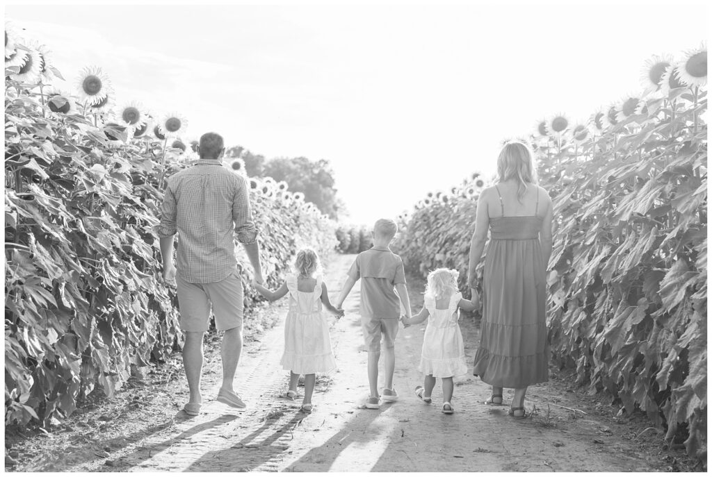 family walking in between the sunflowers in Lindsey, Ohio