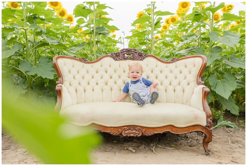 little boy sitting on a couch among sunflowers at farm in Lindsey, Ohio