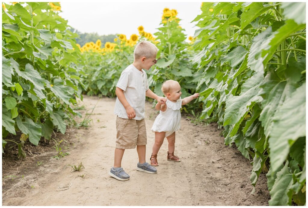 brother and sister walking among the sunflowers at Lindsey, Ohio farm