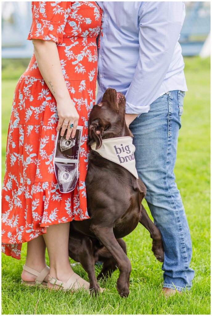 Tiffin, Ohio family photographer at pregnancy announcement session with couple's dog